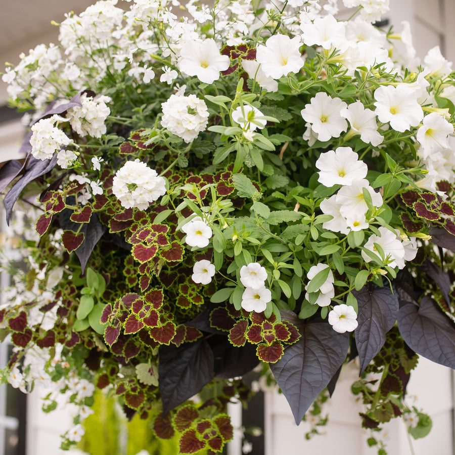 Moss Hanging Basket: Cookies N' Cream