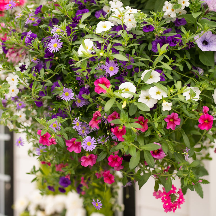 Moss Hanging Basket: Victorian