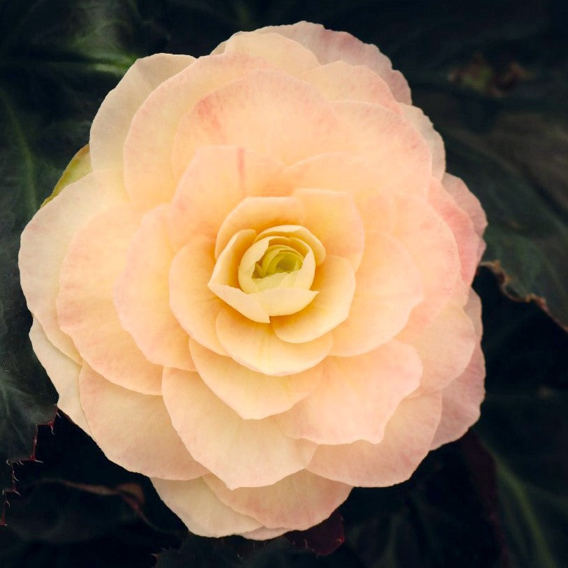 Pre-Order Moss Hanging Basket: Portofino Begonia - Champagne