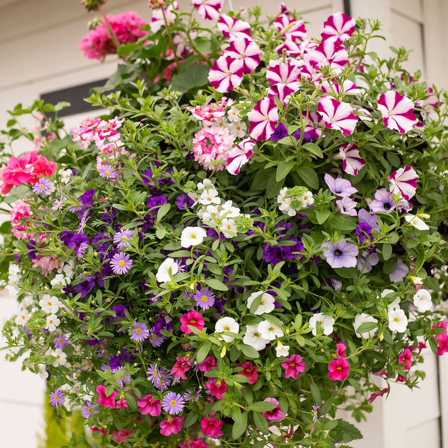 Moss Hanging Basket: Victorian